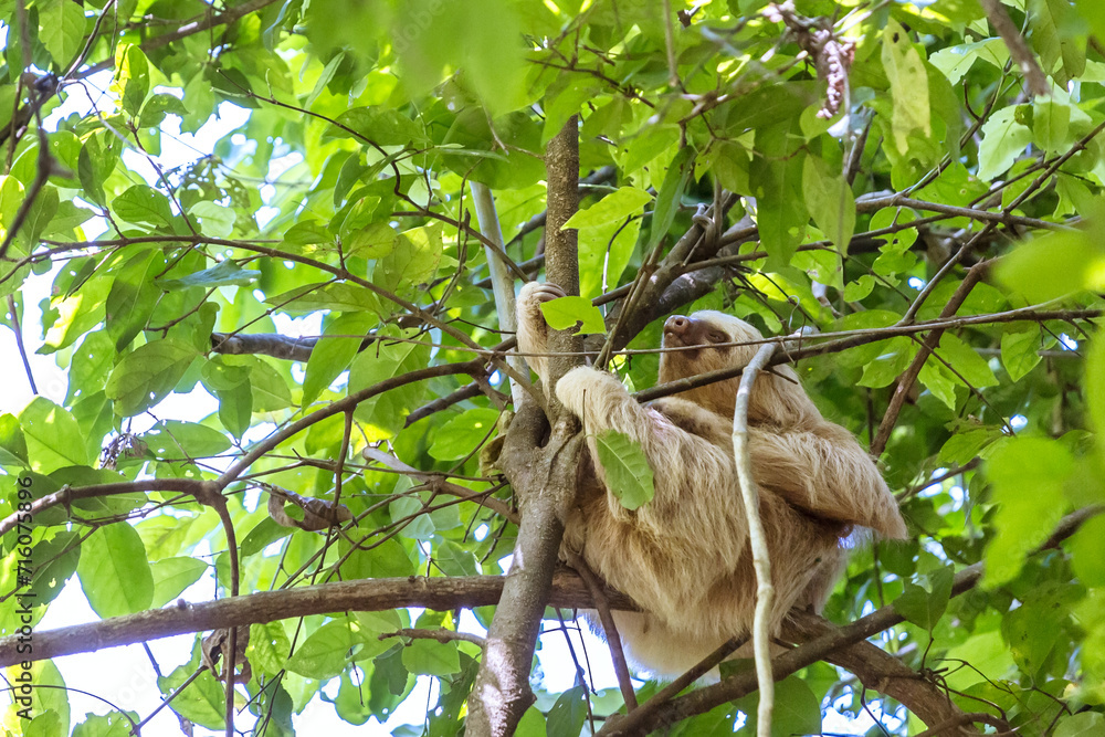 Three toed sloth (Bradypus tridactylus) hanging on branch, Costa Rica Three toed sloth (Bradypus tridactylus) hanging on branch, Costa Rica