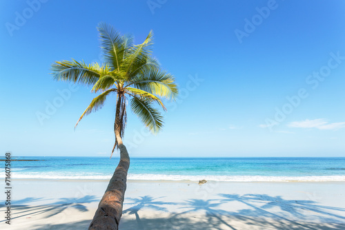 Palm tree leaning toward tropical beach with blue sky, Costa Rica photo