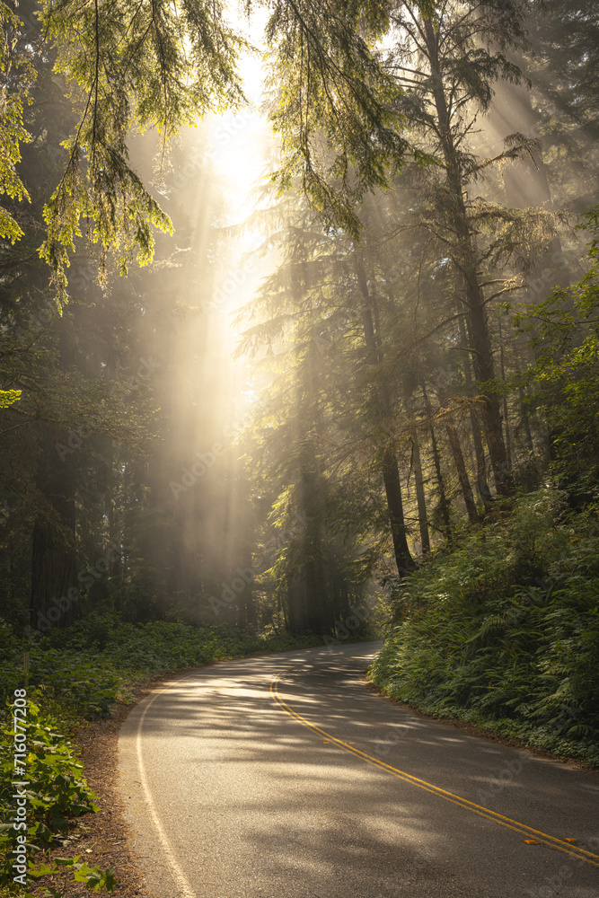 Obraz premium Fog Accents The Bright Rays of Light Through Redwood Canopy