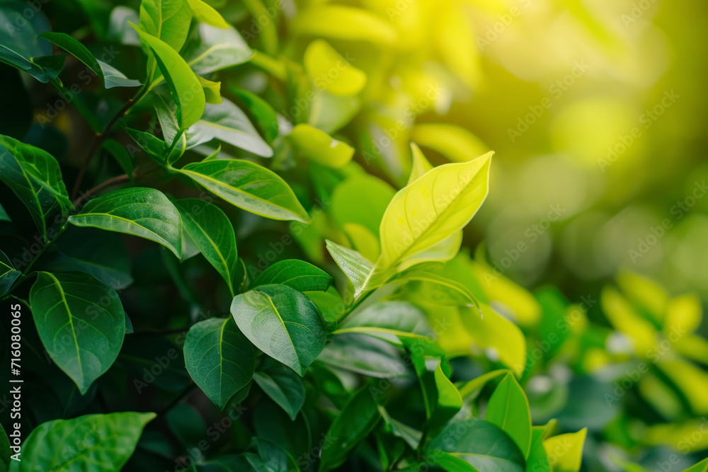 Nature of green leaf in garden at summer. Natural green leaves plants using as spring background cover page greenery environment ecology wallpaper. Nature of green leaf in garden at summer. Natural green leaves plants using as spring background cover page greenery environment ecology wallpaper.