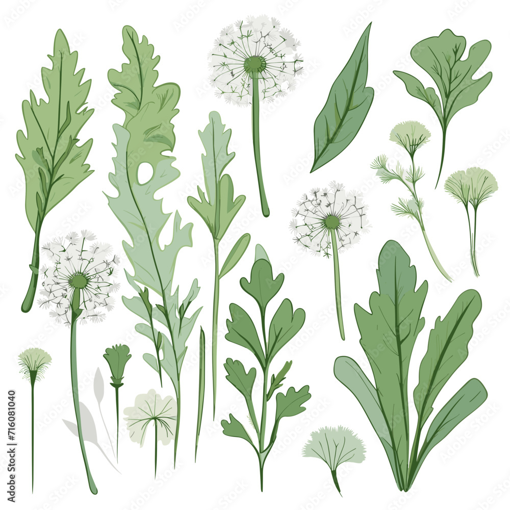 Set of Dandelion Greens hand drawing isolated vector illustration