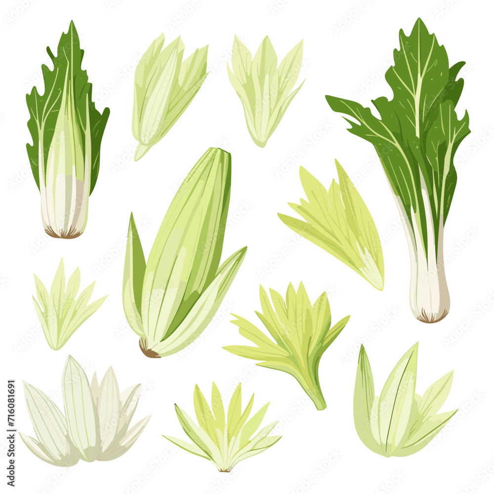 Set of Endive hand drawing isolated vector illustration, spring collections