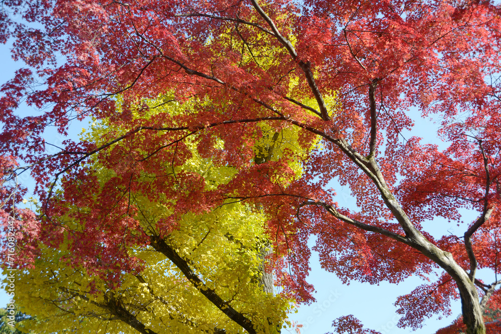 秋の南禅寺　境内の紅葉　京都市左京区