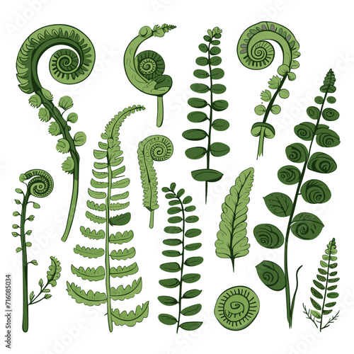 Set of Fiddlehead Ferns hand drawing isolated vector illustration, spring collections