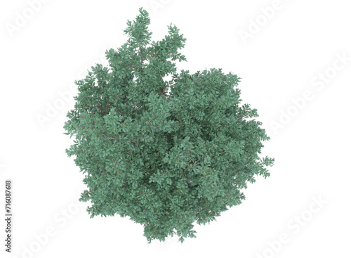  English yew tree and branches bushes shrub isolated photo