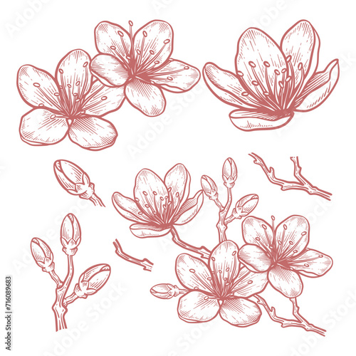 Set of hand drawn cherry blossom flower illustration. Sakura flower line art vector collection