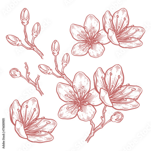 Set of hand drawn cherry blossom flower illustration. Sakura flower line art vector collection