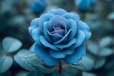 一輪の青い薔薇