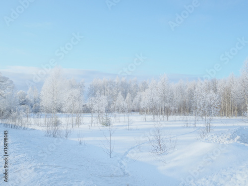 A picturesque landscape of a deciduous forest covered with frost and snow on a sunny frosty winter day. Winter nature of Russia.