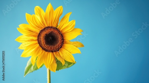 Single sunflower blue color background. Generative AI.