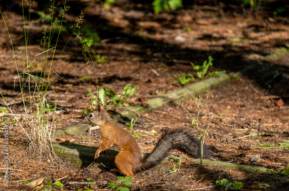 A squirrel sits on the ground in the forest on an autumn day. A squirrel sits on the ground in the forest on an autumn day.