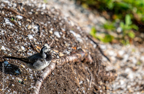 A small gray bird on the ground in close-up.