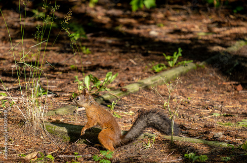 A squirrel sits on the ground in the forest on an autumn day.