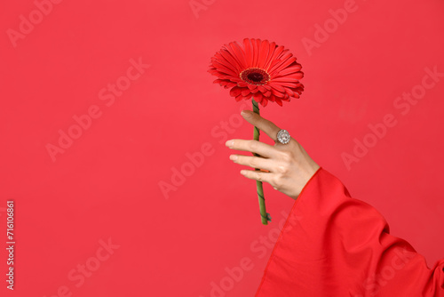 Female hand with beautiful gerbera flower on red background