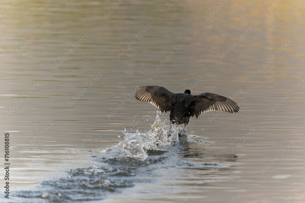 Fototapeta premium coot on the water 