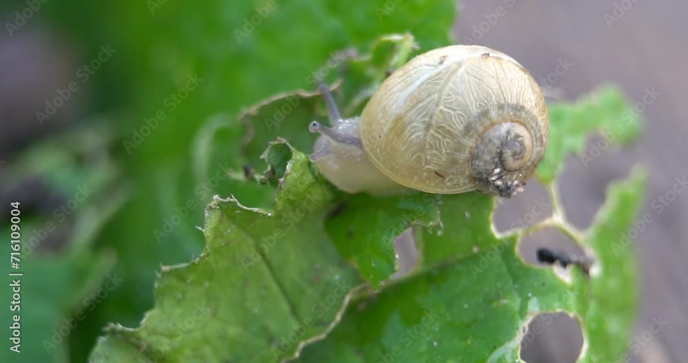 Snail farm. Snails crawling on a green leaf in the garden in the summer