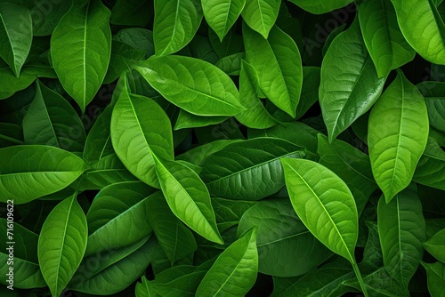 Texture of green leaves. The idea of sustainability  design  and evolution.
