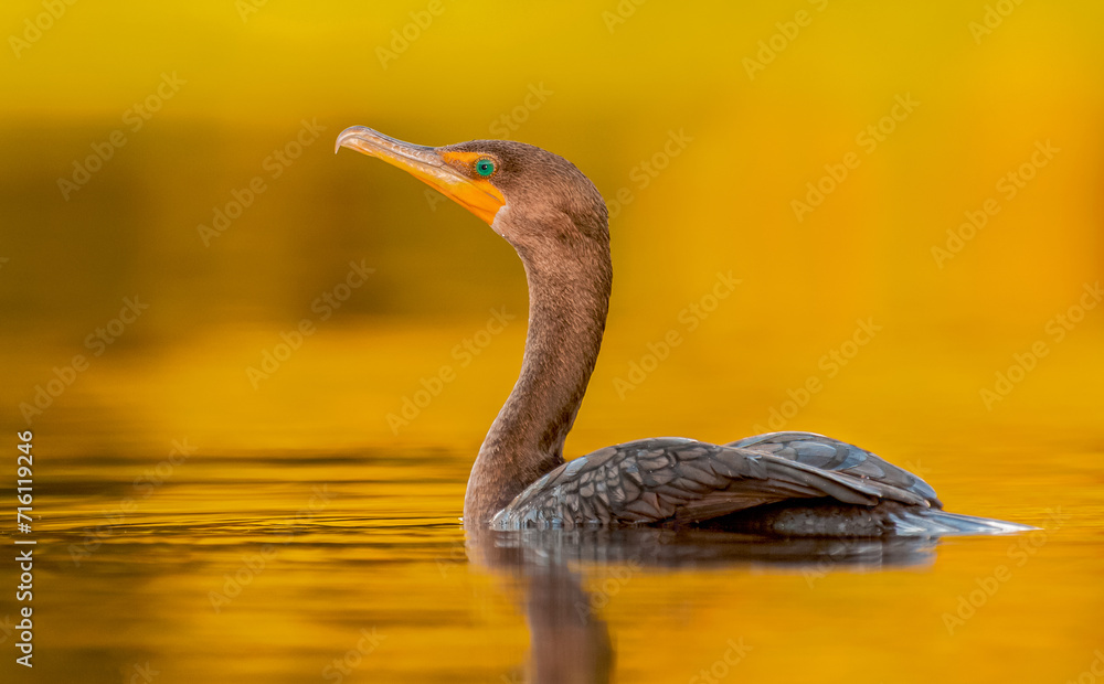 Fototapeta premium Cormorants Golden light