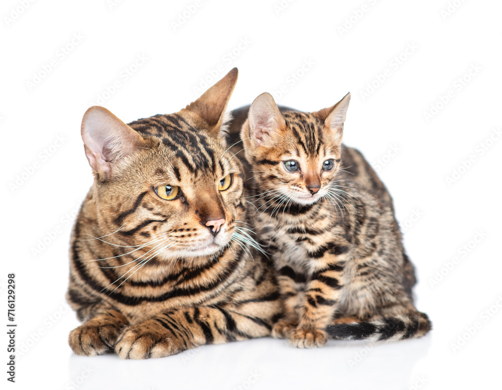 Big adult bengal cat and tiny kitten lying together and looking away on empty space. isolated on white background