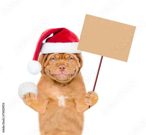 Smiling mastiff puppy wearing red santa hat holds snowball and shows empty placard. Isolated on white background