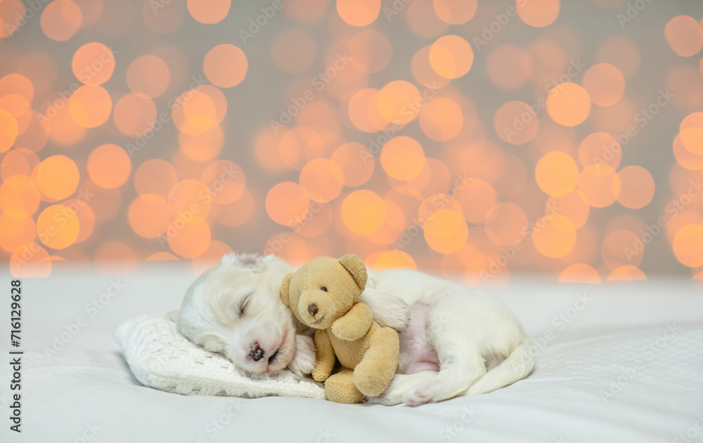 Tiny cute white Lapdog puppy sleeps  on a bed at home and hugs favorite toy bear. Festive blurred background. Empty space for text