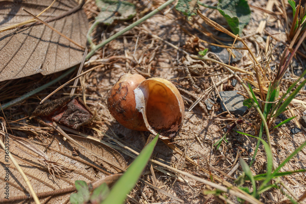 A snail that dies until only its shell remains A snail that dies until only its shell remains