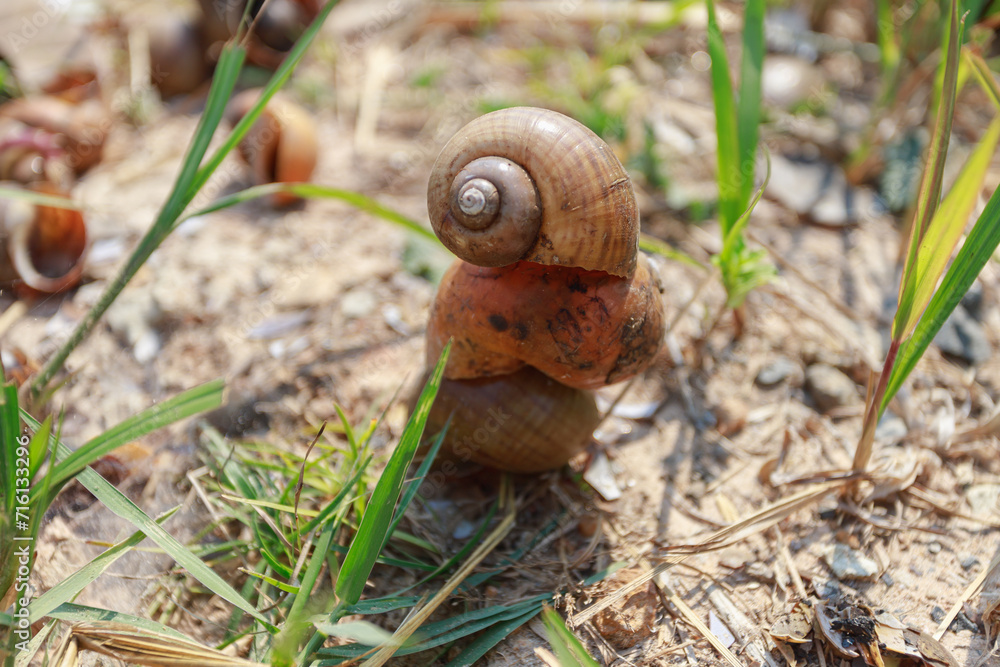 A snail that dies until only its shell remains A snail that dies until only its shell remains
