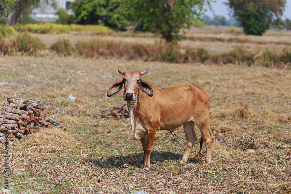 A cow that poses after eating grass A cow that poses after eating grass