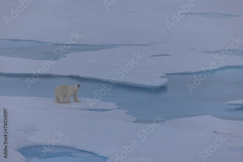 Polar Bear traveling above the Arctic Circle