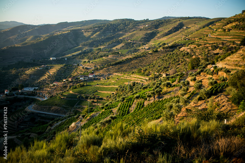 View of the slope from the vineyards of the Douro Valley, Portugal.