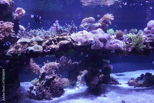 Fototapeta Naklejka Na Ścianę i Meble -  サンゴ礁