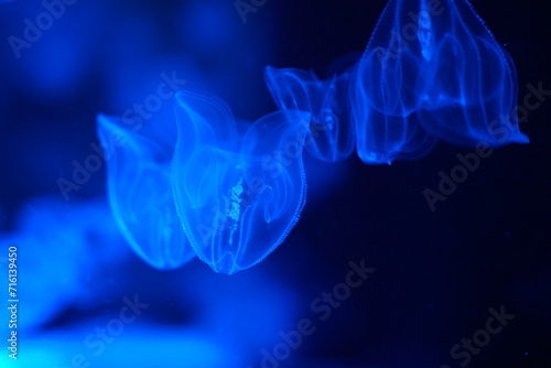 ライトアップされたクラゲ　ジェリーフィッシュ © aquafesta