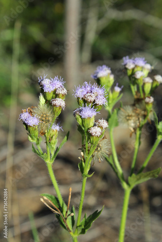 Purple blue flowers on a Praxelis clematidea plant weed