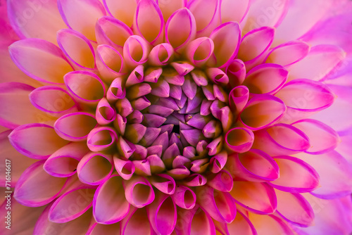 Obraz na płótnie Pink White Ball Arbatax Dahlia Flower Bellevue Washington w salonie