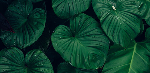 closeup tropical green leaves texture and dark tone process, abstract nature pattern background