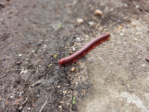 Close up of a millipede on the ground with selective focus