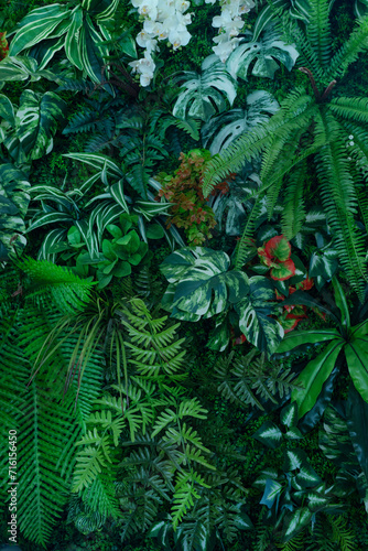 Fototapeta Naklejka Na Ścianę i Meble -  closeup nature view of green monstera leaf and palms background. Flat lay, dark nature concept, tropical leaf