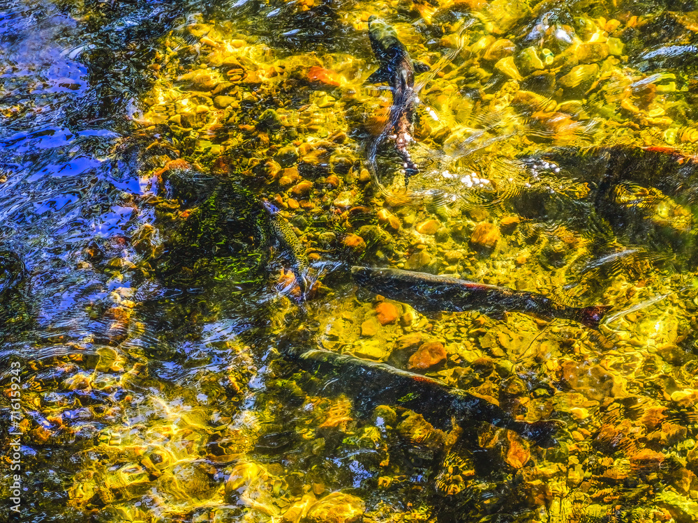 Multi-colored Salmon Issaquah Creek Wahington