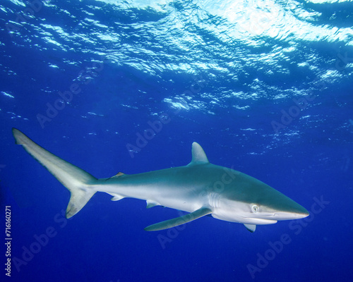 A Silky Shark Swims Below the Surface at Socorros Island of the Revillagigedo Islands in Mexico