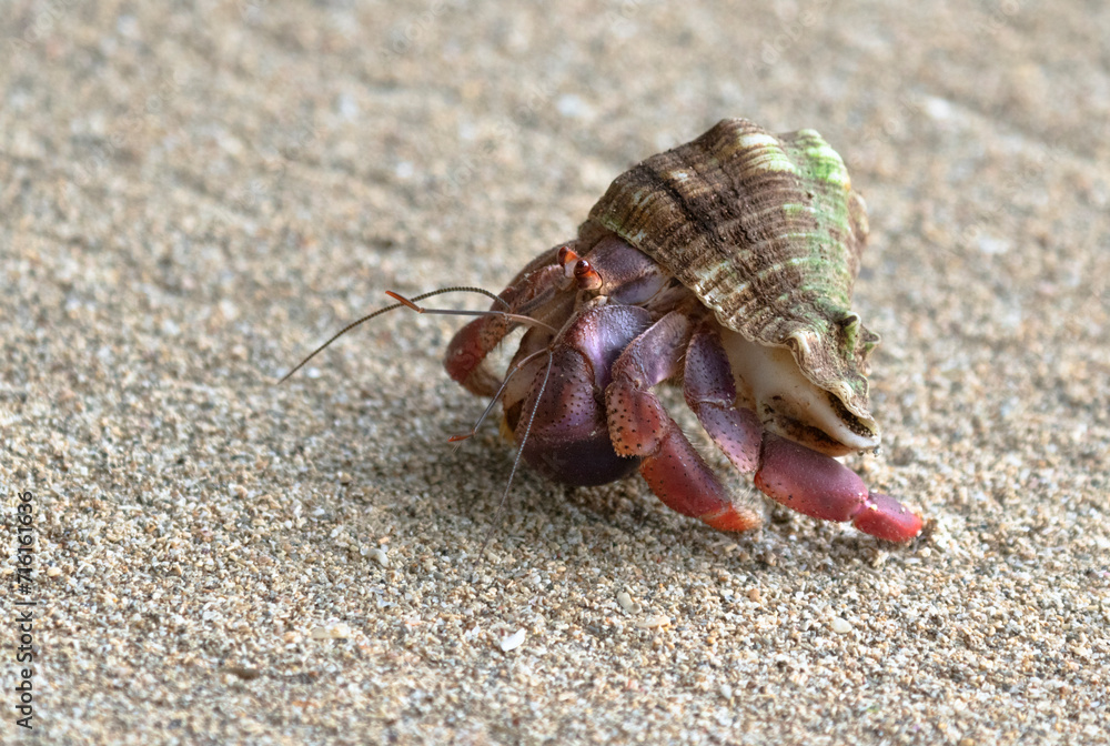 Land hermit crab (Coenobita clypeatus) running on sand beach, Cahuita, Costa Rica Land hermit crab (Coenobita clypeatus) running on sand beach, Cahuita, Costa Rica