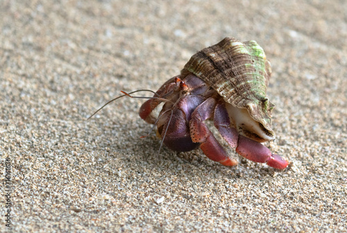 Land hermit crab (Coenobita clypeatus) running on sand beach, Cahuita, Costa Rica