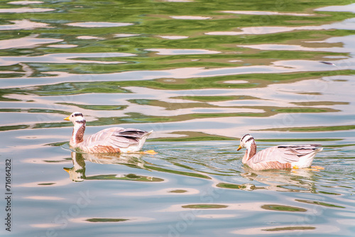 Two Bar headed gooses swimming in a lake.