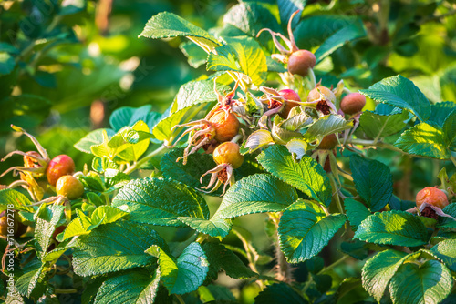 Close-up of rosehip fruits ripening in September and October, medicinal red rosehip fruits on the tree, photo