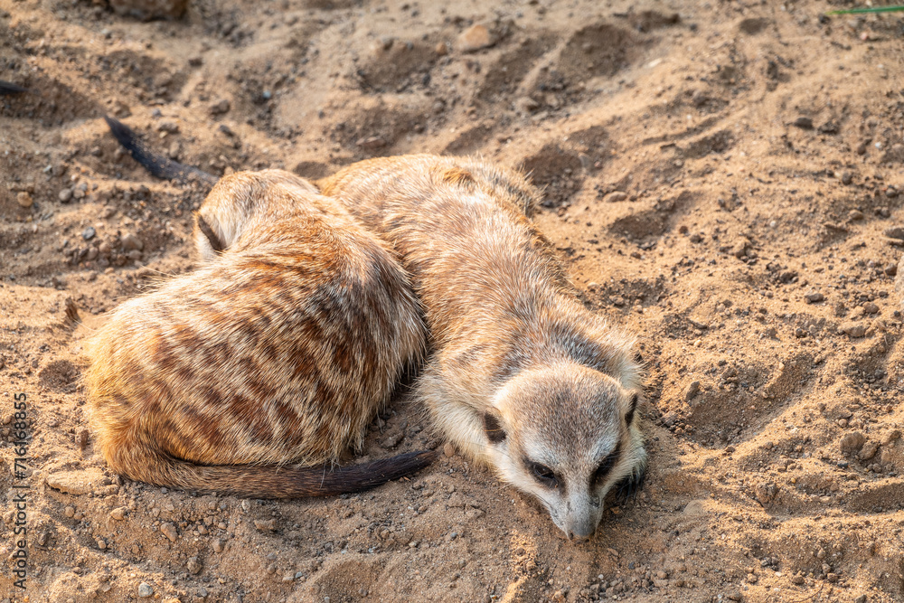 Obraz premium A group of cute meerkats. Meerkat Family are sunbathing.