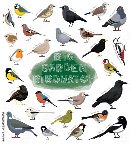 Bird Garden Birdwatch Species Set Cartoon Vector photo