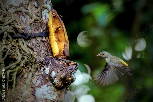 hofering orange-bellied flowerpecker (Dicaeum trigonostigma) photo