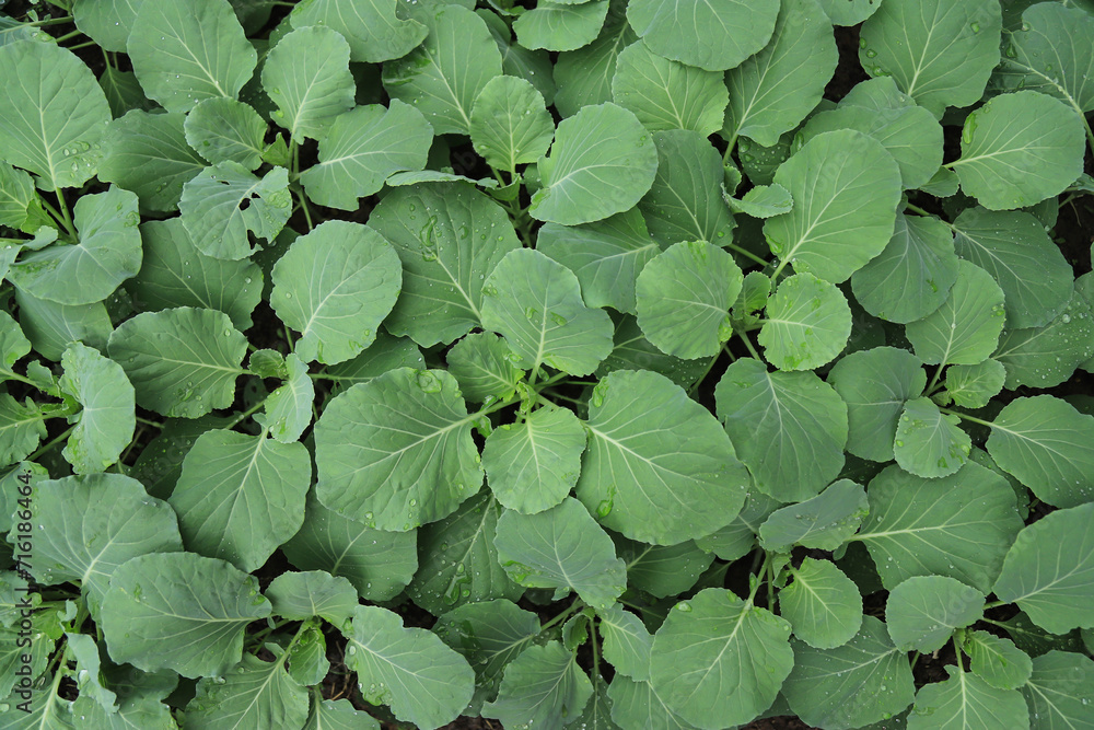 Top view of growing green vegetable farm on soil of organic farming plant growth Top view of growing green vegetable farm on soil of organic farming plant growth