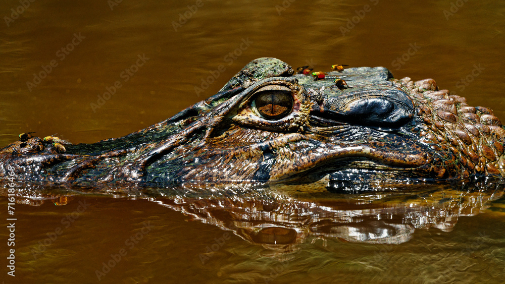 Fototapeta premium A caiman lurking at the river's edge in the Amazonian rainforest.