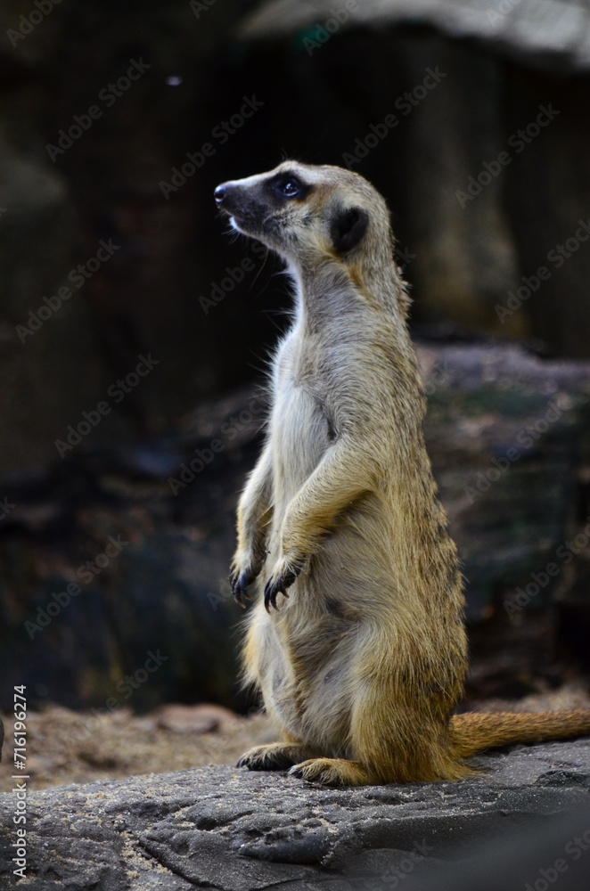 Slender-tailed Meerkat is looking at something. Members of the wild animals of Africa, short head, wide face, and long nose for the benefit of smelling. Around the edge of the eye is a black ring. Slender-tailed Meerkat is looking at something. Members of the wild animals of Africa, short head, wide face, and long nose for the benefit of smelling. Around the edge of the eye is a black ring.