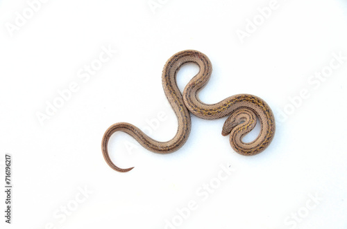 The snake's isolated is on the white background. Oligodon taeniatus, this's a small snake and non-toxic. It will roll the tail and lift to show the red-pink skin under its tail when it feels danger.
